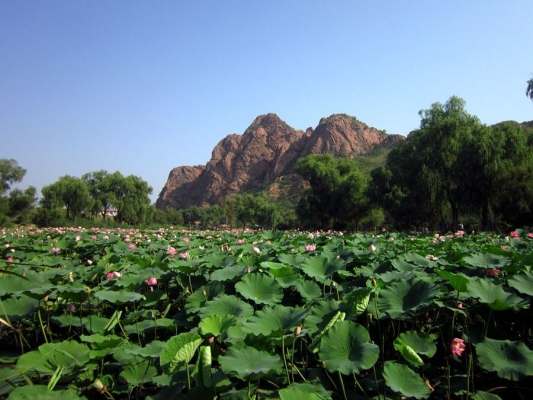 赤峰紅山區(qū)草莓園電話號碼-第1張圖片