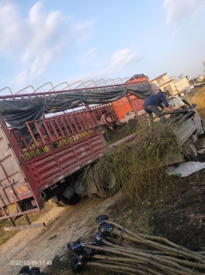 赤峰柳樹批發(fā)市場電話號碼-第1張圖片