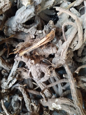 赤峰赤芍養(yǎng)殖基地電話號(hào)碼-第1張圖片