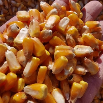 赤峰速凍玉米加工廠電話號碼-第1張圖片