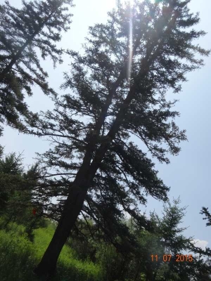 赤峰松樹園居委會(huì)電話號(hào)碼-第1張圖片