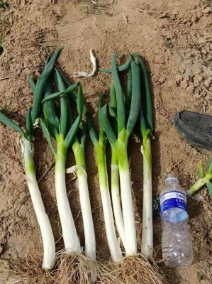 赤峰水泉大蔥種植基地電話號碼-第1張圖片