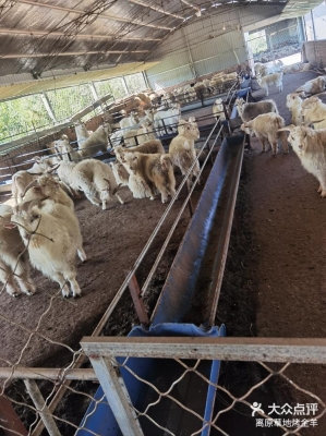 赤峰賣羊小伙電話號碼是多少-第1張圖片