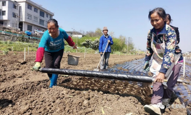 赤峰助農(nóng)賣蔥的電話號碼-第1張圖片