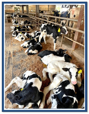 赤峰市奶牛場(chǎng)電話號(hào)碼-第1張圖片