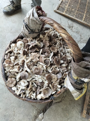 赤峰屠宰場出售電話地址查詢-第1張圖片