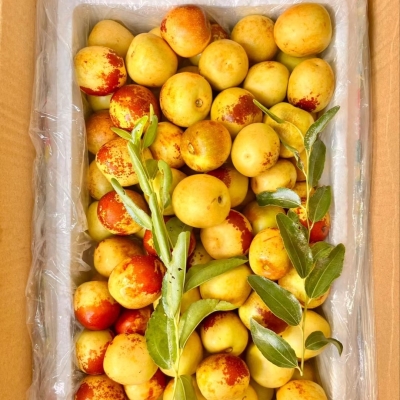 赤峰冬棗采摘園地址電話號碼-第1張圖片