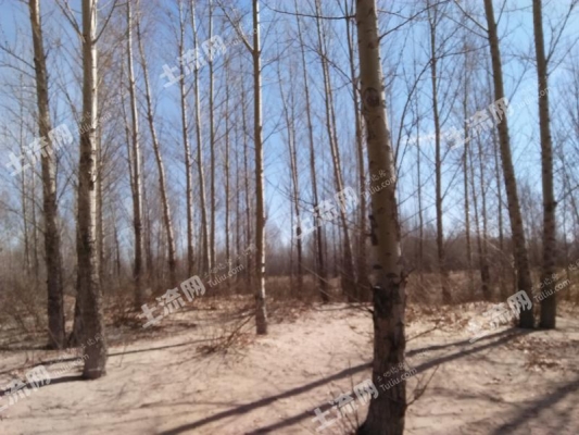 內(nèi)蒙古赤峰收購(gòu)楊樹(shù)電話號(hào)碼-第1張圖片