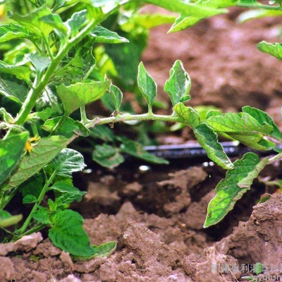 赤峰滴灌帶銷(xiāo)售商電話號(hào)碼-第1張圖片