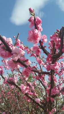 赤峰市巴林左旗電話區(qū)號(hào)-第1張圖片