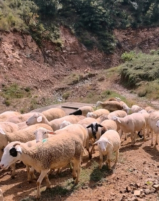 赤峰收購(gòu)羊?qū)氹娫挾嗌偬?hào)-第1張圖片