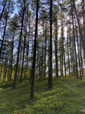 赤峰新城抓狗電話號(hào)碼查詢-第1張圖片