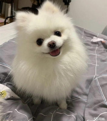 赤峰狗場聯(lián)系電話-第1張圖片