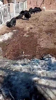 赤峰農(nóng)村收豬的電話號(hào)碼是多少-第1張圖片