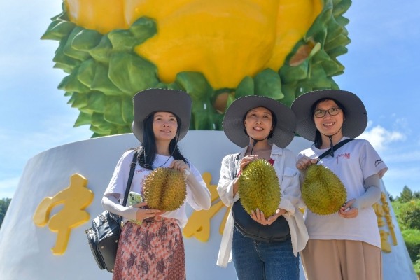 赤峰市區(qū)榴蓮采摘園電話(huà)號(hào)碼-第1張圖片