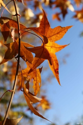 內(nèi)蒙古赤峰金碧物業(yè)電話號(hào)碼-第1張圖片