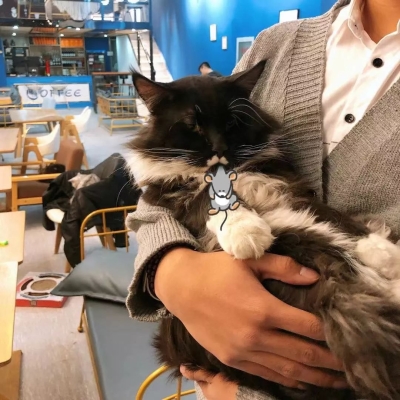 赤峰貓咪收容中心地址電話號(hào)碼-第1張圖片