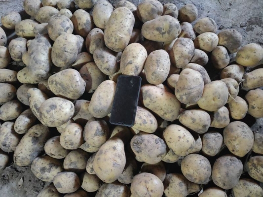 赤峰土豆儲存架廠家電話號碼-第1張圖片