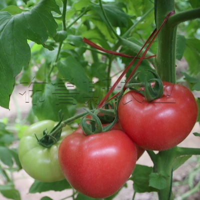 赤峰番茄種子經(jīng)銷商電話號(hào)碼-第1張圖片