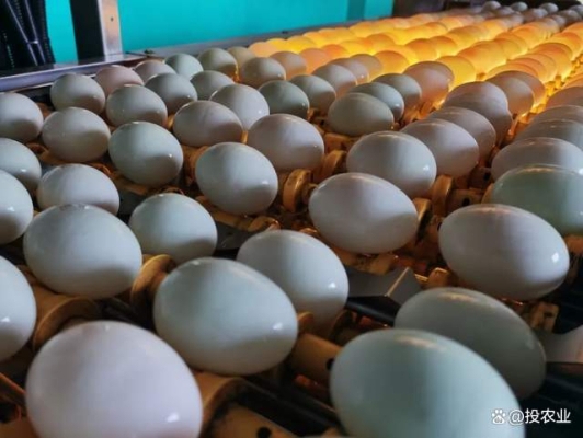 赤峰蛋鴨養(yǎng)殖場電話號碼-第1張圖片