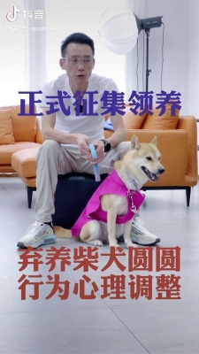 赤峰柴犬領(lǐng)養(yǎng)中心電話號碼-第1張圖片