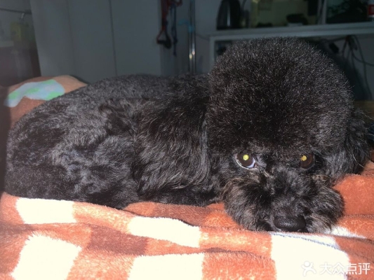 赤峰狗狗寵物店地址電話號碼-第1張圖片