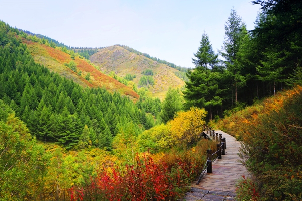 赤峰黃花基地電話號碼-第1張圖片