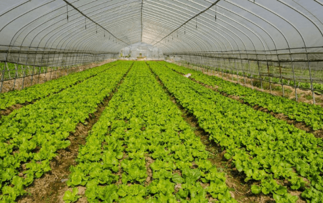 赤峰公路保溫草簾廠電話號(hào)碼-第1張圖片