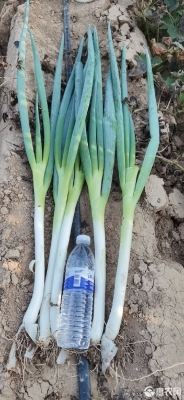 赤峰鋼蔥種植基地電話號(hào)碼-第1張圖片