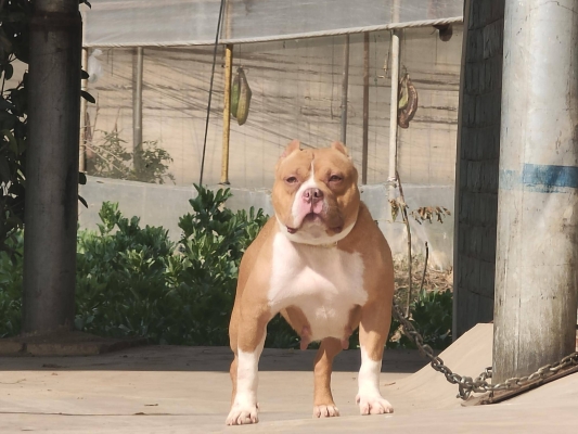 赤峰出售惡霸犬電話號碼是多少-第1張圖片