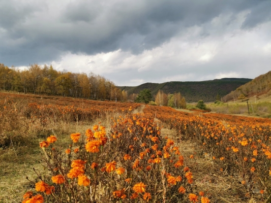 赤峰美林谷滑雪場門票團購-第1張圖片