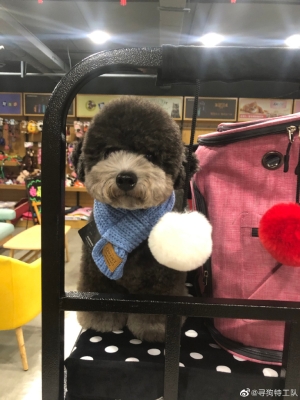 赤峰市尋狗主人電話號碼-第1張圖片