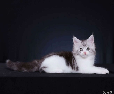 赤峰找貓主人電話號(hào)碼查詢-第1張圖片