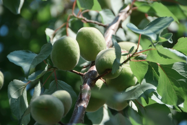 赤峰市青杏收購電話號碼-第1張圖片