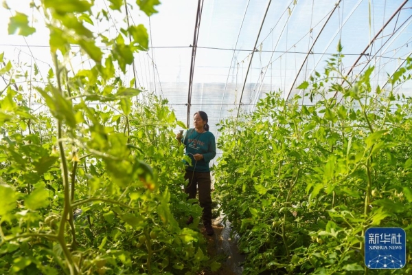 內(nèi)蒙古赤峰種植戶電話號碼-第1張圖片