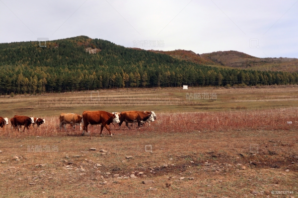 內(nèi)蒙古赤峰市牛營(yíng)子鎮(zhèn)-第1張圖片