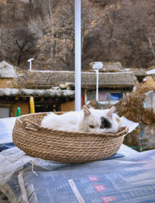 赤峰平莊貓舍電話地址查詢-第1張圖片