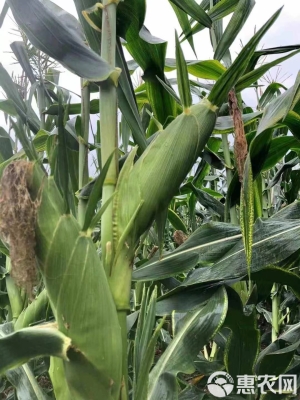 赤峰收購糯玉米電話多少號-第1張圖片