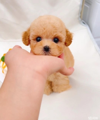 赤峰泰迪寵物出售電話地址查詢-第1張圖片