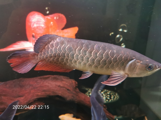 赤峰龍魚直播售魚電話號(hào)碼-第1張圖片