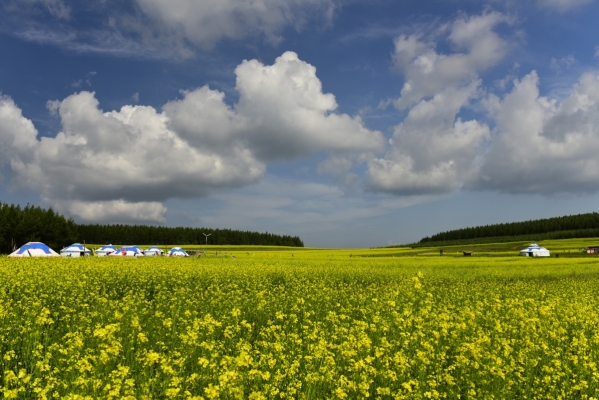 內(nèi)蒙赤峰松子種植基地電話號(hào)碼-第1張圖片