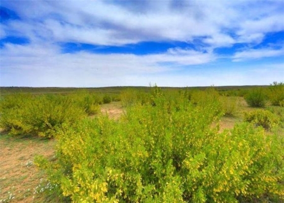 赤峰檸條草籽收購電話地址查詢-第1張圖片