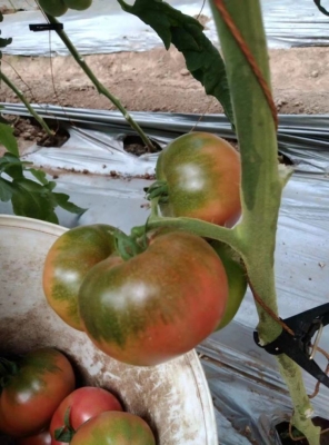 赤峰寧城西紅柿價(jià)格-第1張圖片