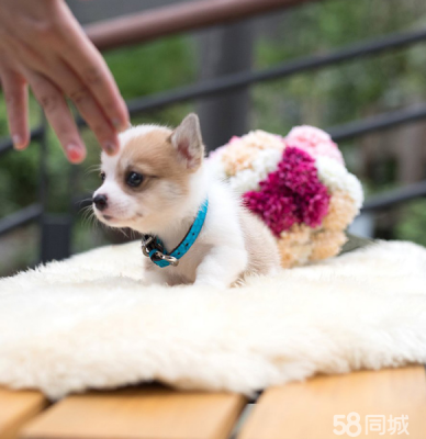 赤峰柯基俱樂部電話多少號-第1張圖片