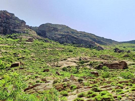 赤峰林東大醬廠電話號碼-第1張圖片