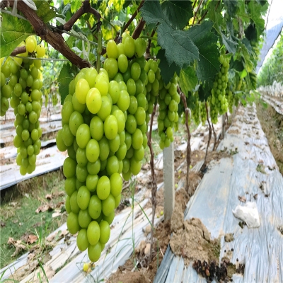 赤峰市葡萄苗售賣(mài)電話(huà)地址-第1張圖片