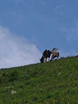 赤峰市寵物收留中心電話號(hào)碼-第1張圖片