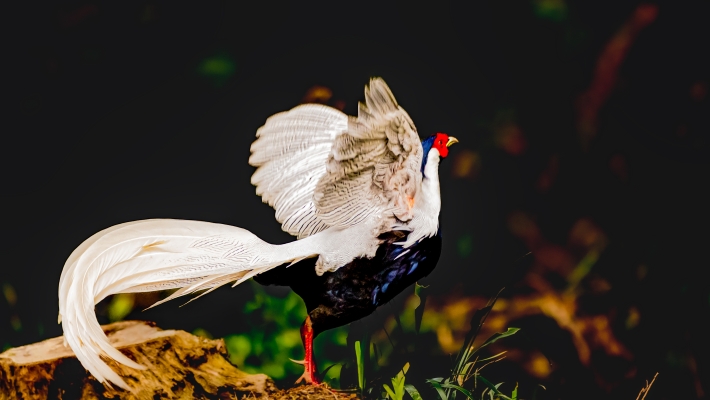 赤峰湛風(fēng)鳥團購電話地址查詢-第1張圖片