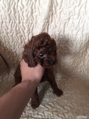 赤峰上門(mén)收狗電話號(hào)碼是多少-第1張圖片