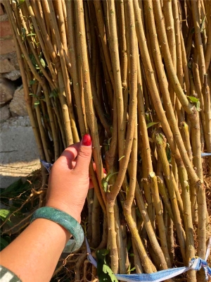 赤峰李子公司電話號碼查詢-第1張圖片